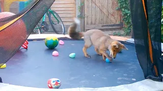 Fox Cubs Spotted Playing In Garden // Adorable Wildlife