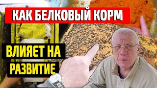 Белковая подкормка и весеннее развитие пчел Рецепт работает