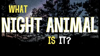 What night animal is it?