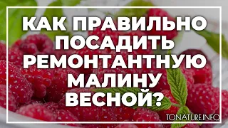 Как правильно посадить ремонтантную малину весной? | toNature.Info