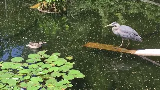 Mama duck vs heron