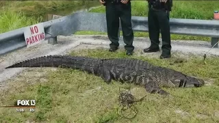 75-pound dog eaten by alligator in St. Petersburg