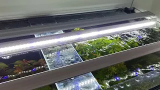 Tanie oświetlenie LED do akwarium. Budżetowe listwy ledowe. Estetyczne i skuteczne ledy do akwarium