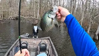 Crappie (sacalait)  fishing  and catching early spawning males near Grassy Lake in south Louisiana