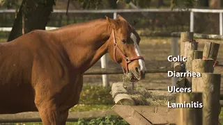 Horses with a busy lifestyle are at high risk for digestive upset    YouTube 720p