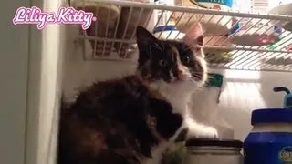 Cute Funny Cat Gets Into Fridge - Very Funny Video 2013