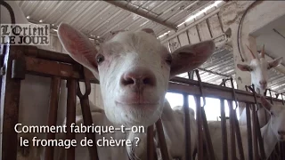 Comment fabrique-t-on le fromage de chèvre ?