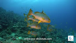 Diving in Maafushi, Maldives with Eco Dive Club, Maafushi
