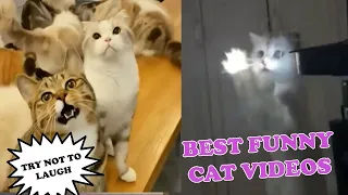 Funniest Animals 2024 😻 Best Funny Cats And Dogs Videos 🤣🐶 Part 16 Funny Animal Videos 2024