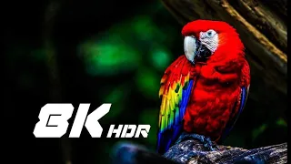 LG OLED Real 🔥8K Demo🔥: Wild 8K Video HDR 60fps