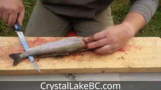 How to Fillet Rainbow Trout (easy and in 30 seconds or less)