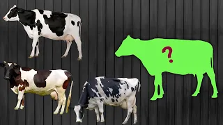 CUTE ANIMALS Funny Graceful Holstein Friesian Cows Puzzle Game #2