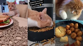 Cats Stealing Food Compilation - Funny Cat Video 2021