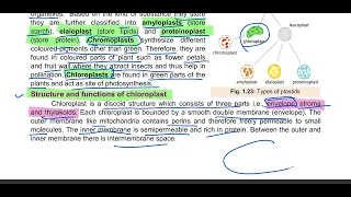 Plastids Types of Plastids Structure and Function of Chloroplast  11th class biology #cell #Organell