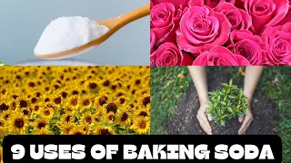 9 Unbelievable Ways Baking Soda Can Transform Your Garden!