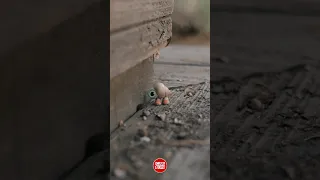 The cutest film you will ever see | 🎬 - Marcel the Shell with Shoes On