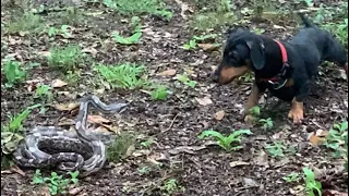 Dachshund vs Snake