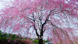 【感動の風景】高知・頓定のしだれ桜　4K SAKURA CINEMATIC