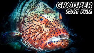 Grouper Facts: also SEA BASS facts (sort of) | Animal Fact Files