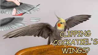 The Importance of Not Clipping Cockatiels' Wings!!! Short&Brief با زیر نویس فارسی  #pet #پت