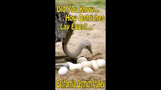 Ostrich Lay Egg