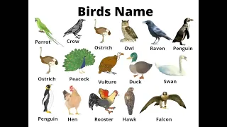 Birds Vocabulary ll Birds Name In English With Pictures ll Birds Pictures