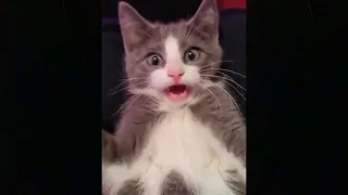 OMG So Cute Cats Best Funny Cat Videos 2021 Pets Garden - Pet Lover Like You