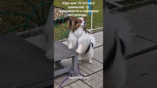 Курс для 10-летнего папильона: от тревожности к хорошему настроению.  #dogtrening #догтренинг