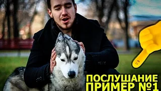 НЕПОСЛУШНАЯ СОБАКА / the naughty dog