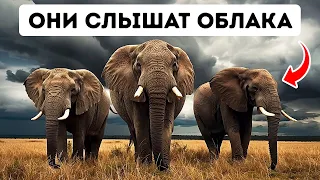 Вы никогда не догадаетесь, как звучит мир для животных