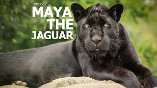 A Perfect Day | Ep 2: "Maya the Jaguar"