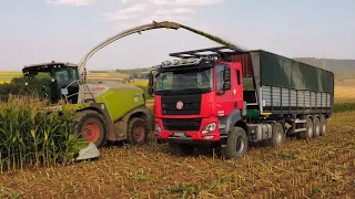 Tatra Phoenix 4x4 Euro 6| Siláže Kukuřice 2023 |  Claas Jaguar 950 |Big Corn Silage Smržice 2023