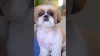 Shih Tzu puppy grooming✂️❤️🐶 Transform into a Teddy bear!