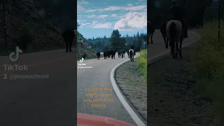 On our way home from filming in the Flat Tops in Colorado, we hit some slow traffic. #filmmaking