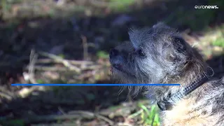 Kışın görülen ılık havaların doğa ve insan hayatına etkisi