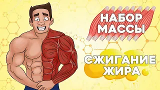 Ключевые факторы Сжигания Жира и Набора Массы