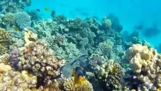 Подводный мир в Макади (Makadi) Египет.