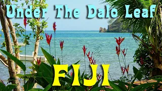 Under the Dalo Leaf: A Fiji Expedition