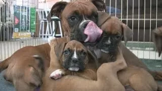 Cute 6 Week Old Boxer Puppies Playing