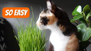 How To Grow Wheatgrass for Cats ? Quick, Easy and Cheap !