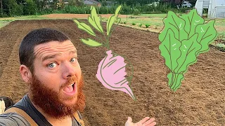 Kale, Turnips & Mustard Greens in the Fall Garden!