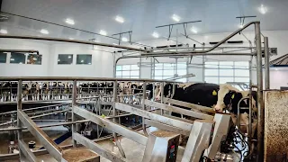 Milking Cows in New Madero 60 Cow Rotary