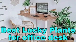 15 Best Lucky Plants for office desk for business or workplace | Fengshui goodluck plants