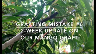 5 Grafting Mistakes PART 2 and a 2-week update on our mango graft