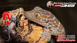 សំលេង តុកកែ​​ (Tokay Gecko)