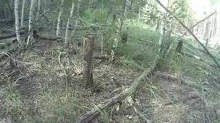 Провал земли в лесу с ВЫВАЛОМ деревьев