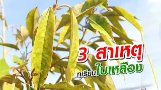 3 สาเหตุ ทุเรียนใบเหลือง | ทุเรียนธาตุอาหาร | ทุเรียนขาดแมกนีเซียม | ทุเรียนขาดธาตุเหล็ก