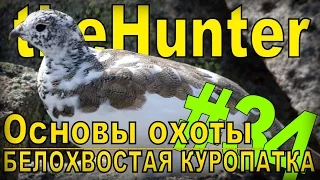 theHunter - Белохвостая куропатка [Основы охоты] #34