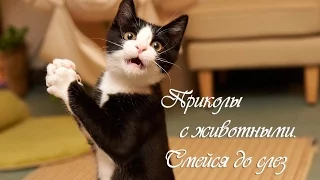 СМЕШНЫЕ КОТЫ И КОШКИ 2017 ПРИКОЛЫ С КОТАМИ И КОШКАМИ 2017 FUNNY CATS ТОПовая подборка #1