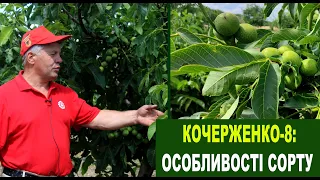 №129 Горіх Кочерженко-8: особливості сорту